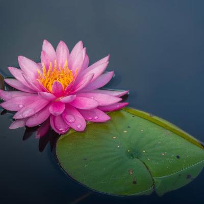 Détente Profonde et Équilibre Intérieur - Méditation avec le chakra du coeur Détente Profonde et Équilibre Intérieur - Méditation avec le chakra du coeur