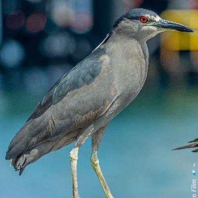 Huairavo/ Nycticorax nycticorax.