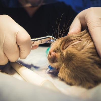 Oral Regional Nerve Blocks: Application and Drug Combinations