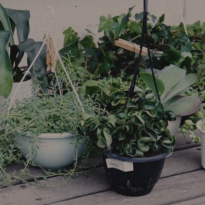 Transplanting indoor house plant pots for the first time