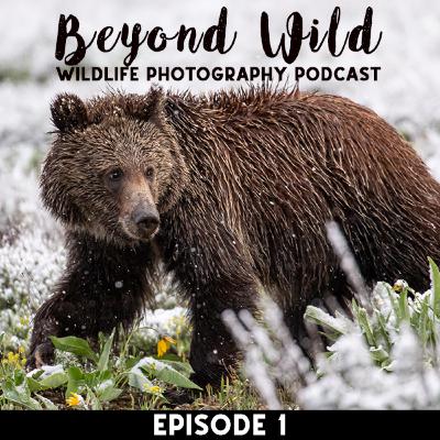 Beyond Wild: Grand Teton Grizzly Bear in the Snow