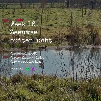 Week 16: broedse kip