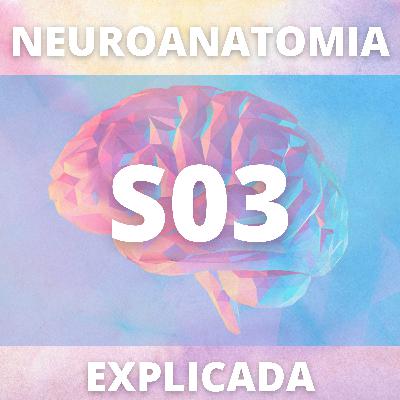 Divisões do Sistema Nervoso