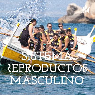 SISTEMA REPRODUCTOR MASCULINO (Trailer)