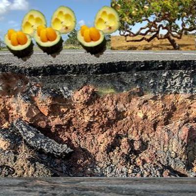 CRONICAS DA CIDADE em O Pequizeiro que me protegia
