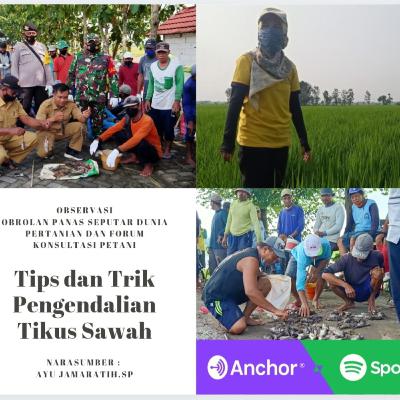 Triks dan tips penanggulangan tikus sawah