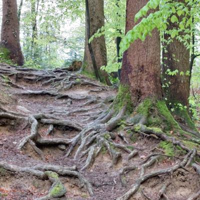 Poems Lovely As A Tree Poems Lovely As A Tree