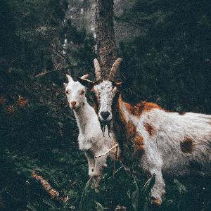 Goats and boats Goats and boats