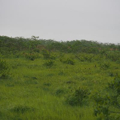 【4-1】「湿原ってそもそもなんだっけ？」「湿原」の成り立ちについて　湿原編⓵