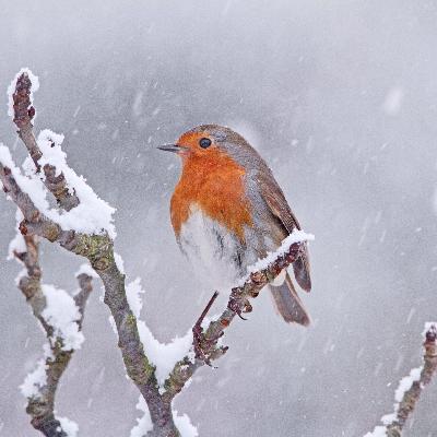 Stunde der Wintervögel – Bundesweite Zählaktion startet