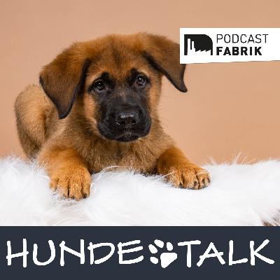 Hannes - Einen Welpen in eine Gruppe integrieren Hannes - Einen Welpen in eine Gruppe integrieren