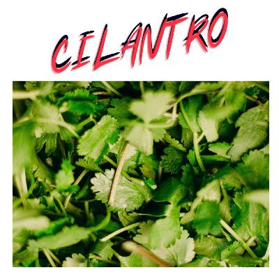 Cilantro Tips & Tricks Cilantro Tips & Tricks