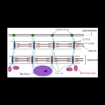 Myofibrillar Myopathy (MFM) in Horses with Dr. Katie Young