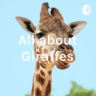 All about Giraffes