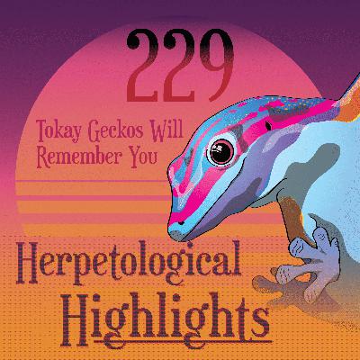 229 Tokay Geckos Will Remember You 229 Tokay Geckos Will Remember You