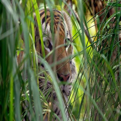 Im Dschungel von Kerala - Notizen aus Indien