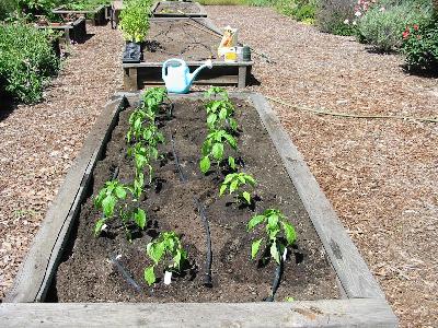 More Effective Raised Bed Drip Irrigation Techniques