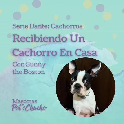 Serie Cachorros: Recibir Un Cachorro En Casa - Con Sunny The Boston