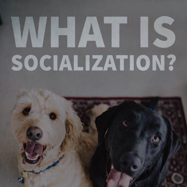 What is Socialization? What is Socialization?
