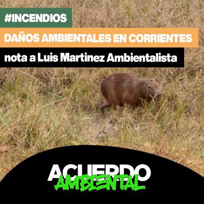 Daños ambientales en Corrientes tras los incendios │Nota a Luis Martinez Ambientalista