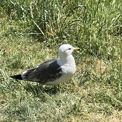 S1 AFLEVERING 5 EEF VAN MEERTEN S1 AFLEVERING 5 EEF VAN MEERTEN