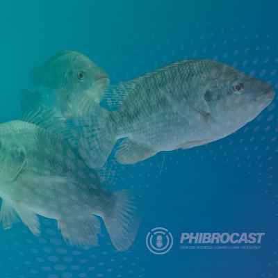 PhibroCast - Episódio 6: Franciselose no cultivo de tilápias