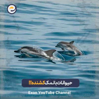 حیوانات بانمکی که باورتون نمیشه چقدر میتونن کشنده باشن!