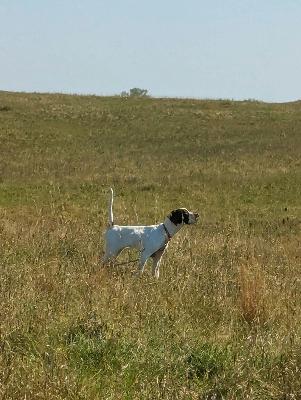 E 257. Old Dogs & New Dogs with Covert Creek Outfitting