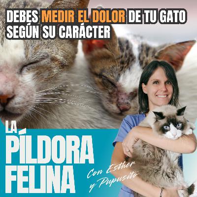 514. Debes MEDIR EL DOLOR de tu gato según su carácter