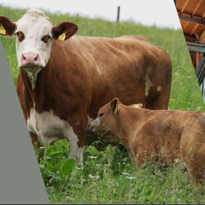 Folge 155: Milch und Fleisch mit Zukunft! Folge 155: Milch und Fleisch mit Zukunft!