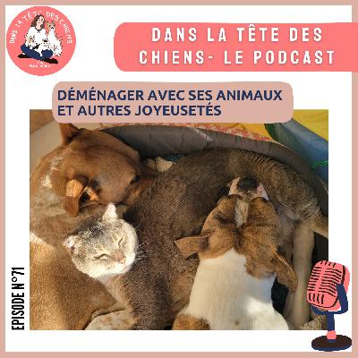Déménager avec ses animaux (et autres joyeusetés)