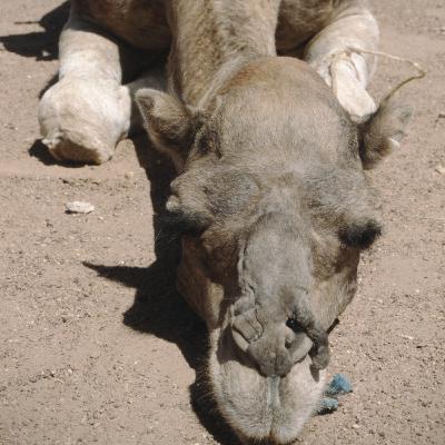 Folge 5: Das besondere Kamel