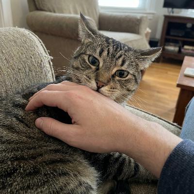 Pourquoi mon chat me mord quand je le caresse Pourquoi mon chat me mord quand je le caresse