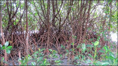 The Lesser-Heard Save the Mangroves, Part I