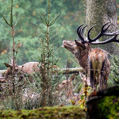 Der Lebensraum wird knapper- Rothirsch ist das Wildtier des Jahres