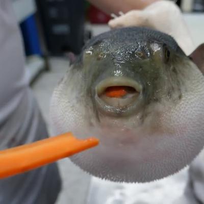 Dende gets cancelled and Kylie won't stop dropping n-bombs Dende gets cancelled and Kylie won't stop dropping n-bombs