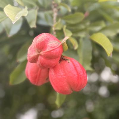 QUE ROLAND HAYES DESAPAREZCA (E2003). QUE ROLAND HAYES DESAPAREZCA (E2003).