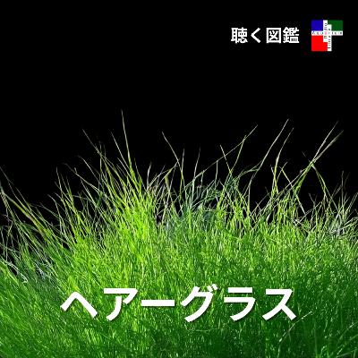 緑の絨毯の裏側:ヘアグラスが秘める環境浄化能力 緑の絨毯の裏側:ヘアグラスが秘める環境浄化能力