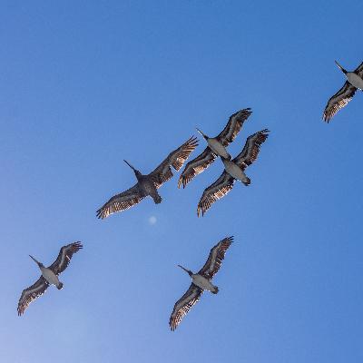 Pelícano de Humboldt - Pelecanus Thagus.