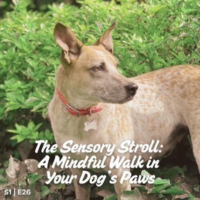 The Sensory Stroll: A Mindful Walk in Your Dog's Paws
