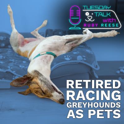 Retired Racing Greyhounds as Pets