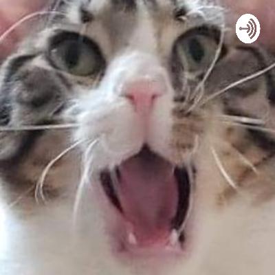 Story about a cat with Diabetes