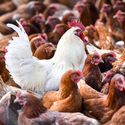 Vogelgrippe: Leichte Entspannung, aber keine Entwarnung