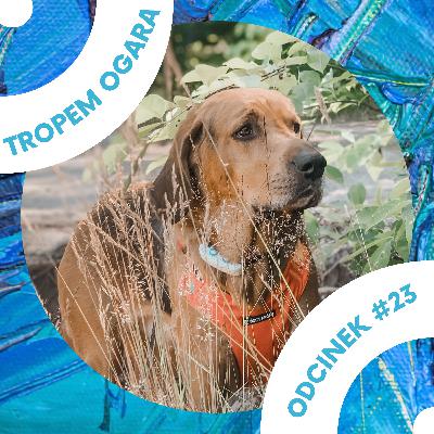 #23 Jak ochronić psa przed udarem?