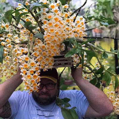 PORQUE A FLOR DA ORQUÍDEA MUDA DE COR??
