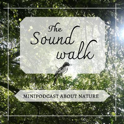 BONUS: The Garden (english version of the ep. no 3)