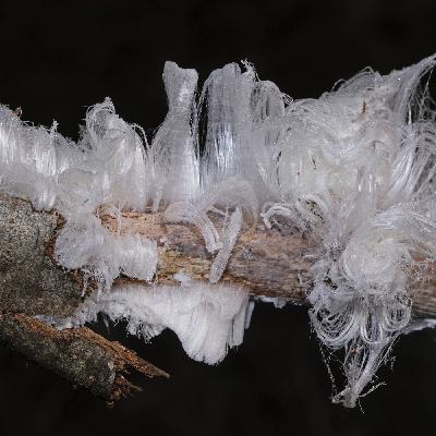 Pilz-Myzel als Baumaterial der Zukunft