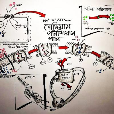 সোডিয়াম পটাশিয়াম পাম্প | Na+ K+ Pump