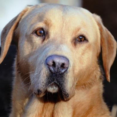 Labrador Retrievers E.3