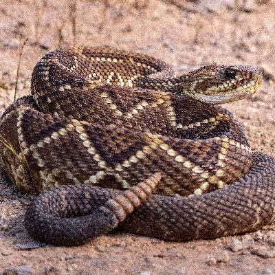 Aravaipa Canyon: A Rattlesnake Tale